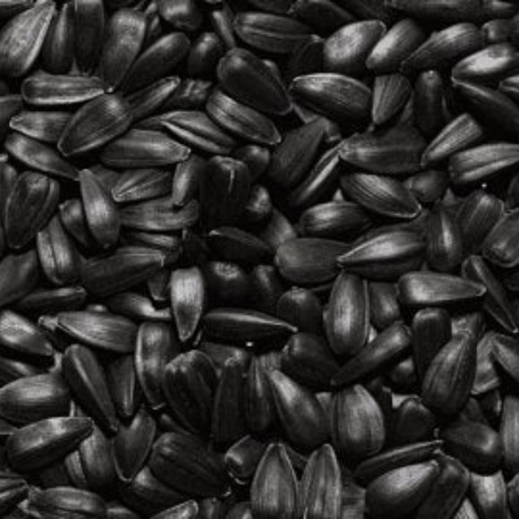 SEEDS -Chocolate Cherry Sunflower